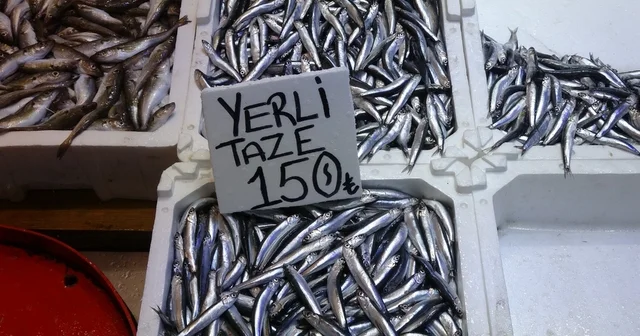 Hamsi bu defa şaşırttı: Tezgahlar yeniden şenlendi Yaklaşık bir buçuk aydır tezgahlarda pek görülmeyen yerli hamsi geri dönüşüyle şaşırttı Trabzon Haberleri