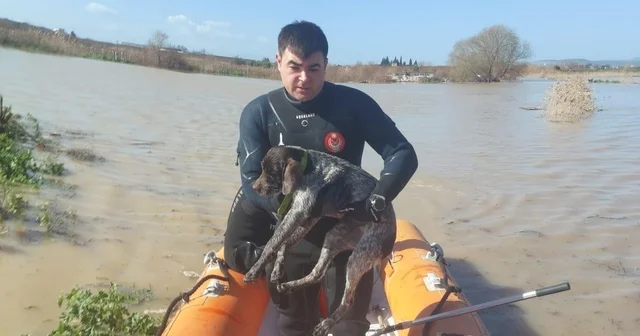 Büyükşehir ekiplerinin özverili çabası: Mahsur kalan hayvanlar kurtarıldı İzmir de umut dolu anlar İzmir Haberleri