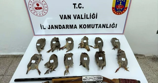 Durdurulan araçta ruhsatsız av tüfeği ile vurulmuş 12 kınalı keklik ele geçirildi Van Haberleri