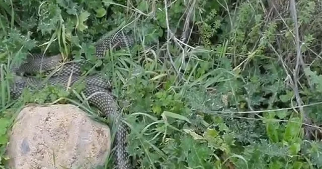 Çanakkale de yaklaşık 2 metrelik yılan cep telefonu kamerasıyla görüntülendi Çanakkale Haberleri