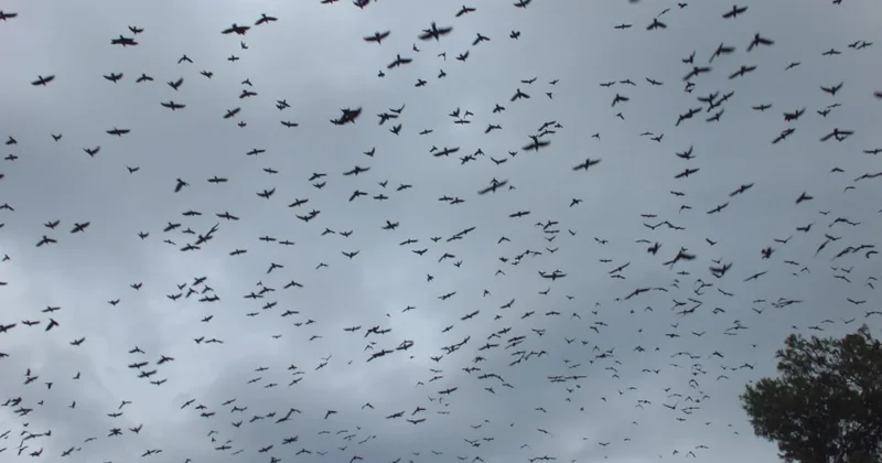 Bir şehrimizde kimse önüne bakamadı, gökyüzünde görsel şölen! Binlercesi aynı anda uçuyor Sözcü Gazetesi