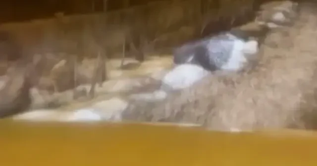 Sivas ta şaşırtan misafir: Afrika kökenli oklu kirpi Gürün de görüntülendi VİDEO İZLE