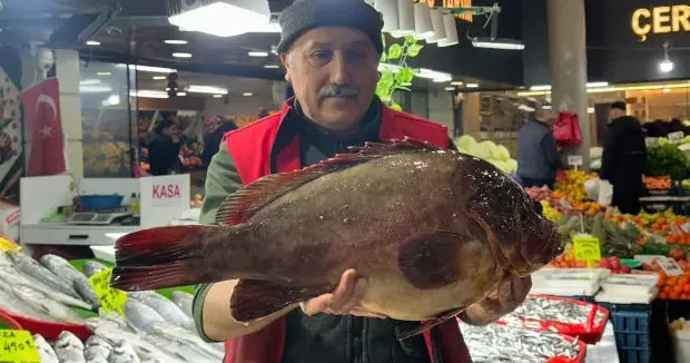 Sivas haberleri Çeyrek altın getiren dev balığı alıyor! Nadir bulunan balık Sivas ta satışa çıktı 07 Şubat 2026