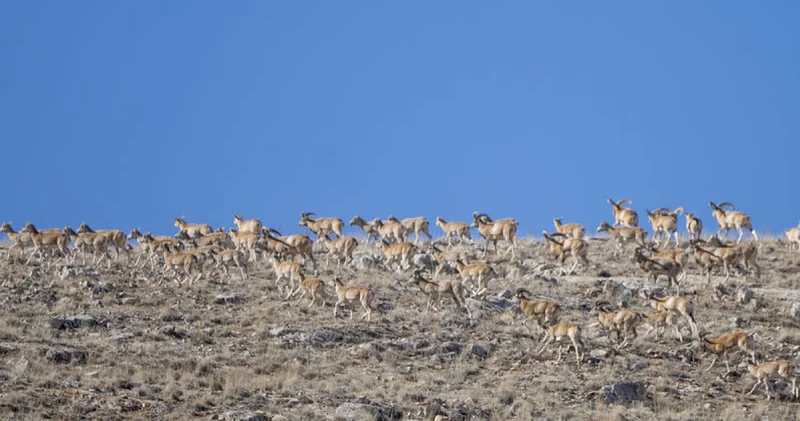Anadolu cerenleri Konya daki doğal yaşam alanlarında görüntülendi