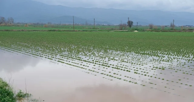 Küçük Menderes Nehri taştı; Ödemiş ilçesinde tarım alanları ve ahırları su bastı İzmir Haberleri