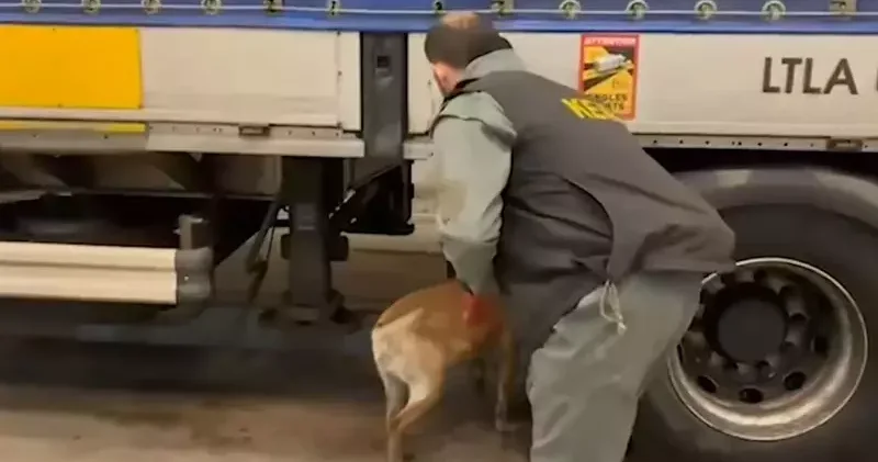 Edirne de 240 kilo skunk ele geçirildi