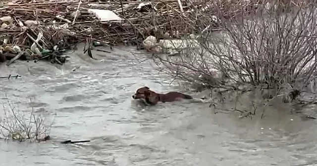 Köprüden nehre düşen sokak köpeği, yüzerek kıyıya ulaştı Aydın Haberleri