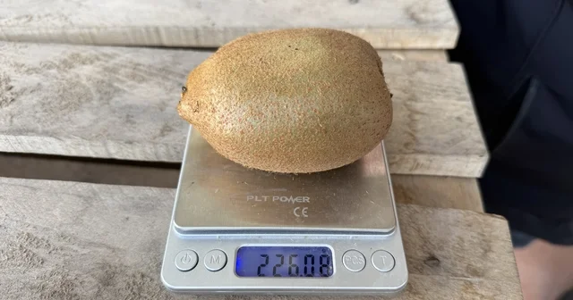 İznik te yetiştirilen dev kiviler ağırlıklarıyla rekor kırdı, Avrupa pazarının dikkatini çekti Dört kivi bir kilogram geliyor Türkiye nin tarımda yeni gururu İznik te yetişti Bursa Haberleri