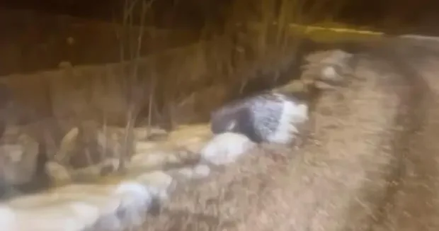 Sivas haberleri Gençler hayrete düştü! Hint oklu kirpi Sivas ta görüldü 07 Şubat 2026