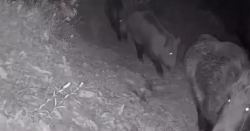 Diyarbakır’da yaban hayvanları foto kapana yakalandı