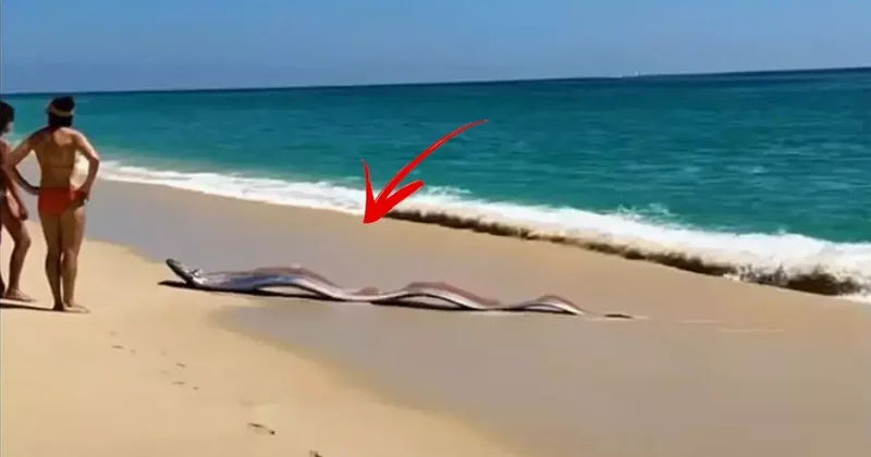 İki kıyamet balığı sahile vurdu