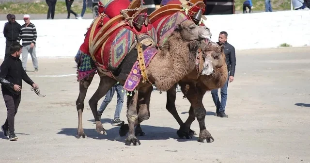 Başkan Kaya: Bu yıl sezonun ilk güreşlerini yapmak bizlere nasip oldu Aydın Haberleri