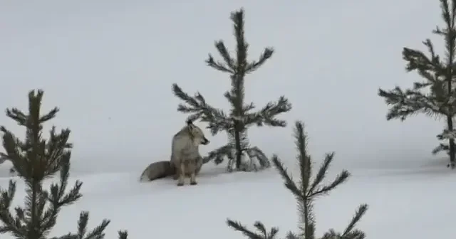 Kars ta kızıl tilkiler karla kaplı arazide yiyecek aradı VİDEO İZLE