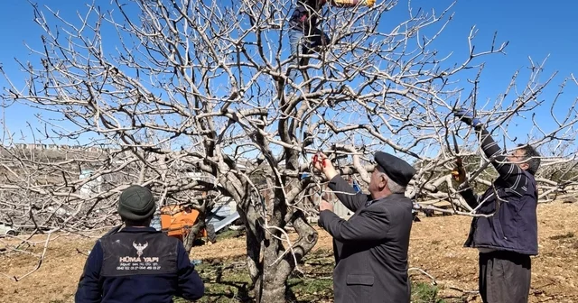 Antep fıstığında bakım ve budama zamanı Gaziantep Haberleri