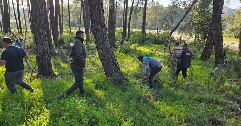 Kesilen basralı dallar arıcılar için ormana bırakıldı