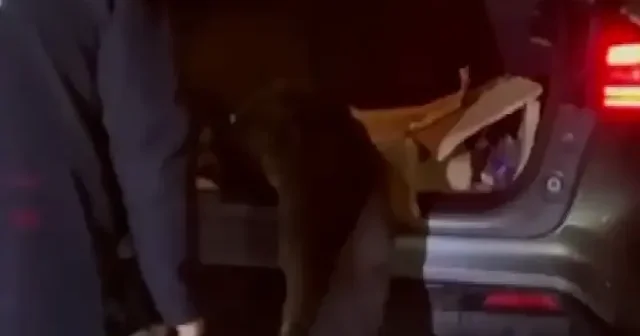 Sakarya da uyuşturucuya dev darbe: Polisten kaçan cipten 33 bin hap çıktı VİDEO İZLE