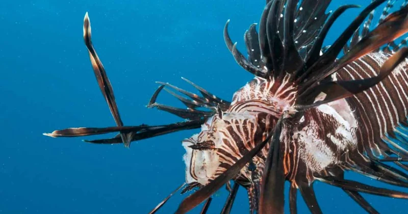 Dikenleri felç eden yaratık çoğalıyor: Tek çözüm onları yemek Sözcü Gazetesi