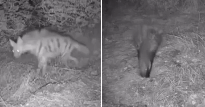 Bir çiftliğe takılan fotokapana yakalandılar: Anadolu sırtlanı, çakal, oklu kirpi ve domuz...