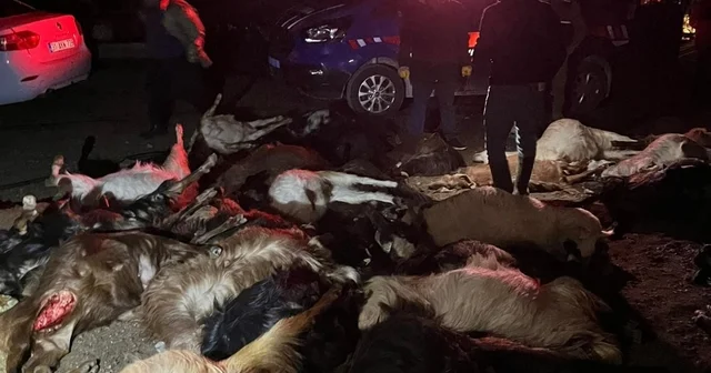 Akaryakıt karıştığı iddia edilen yağmur suyu birikintisinden su içen 43 küçükbaş hayvan telef oldu Hatay Haberleri