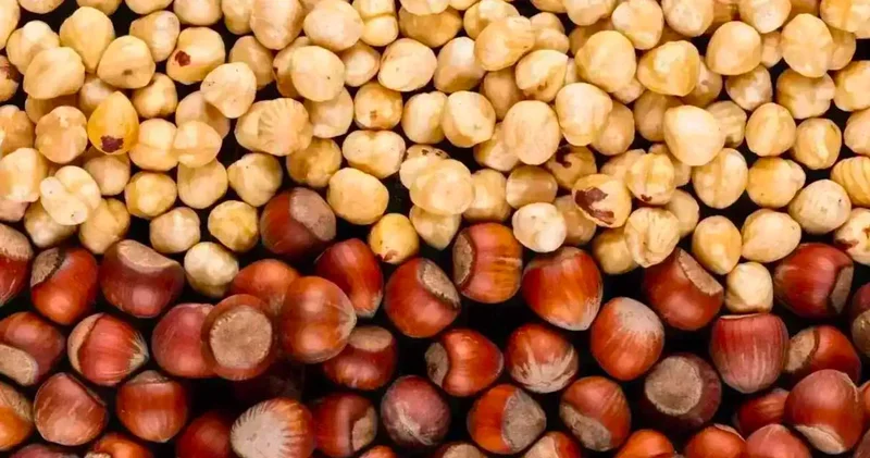 Fındıkta 2026 27 dönemi için rekolte tahmini geldi