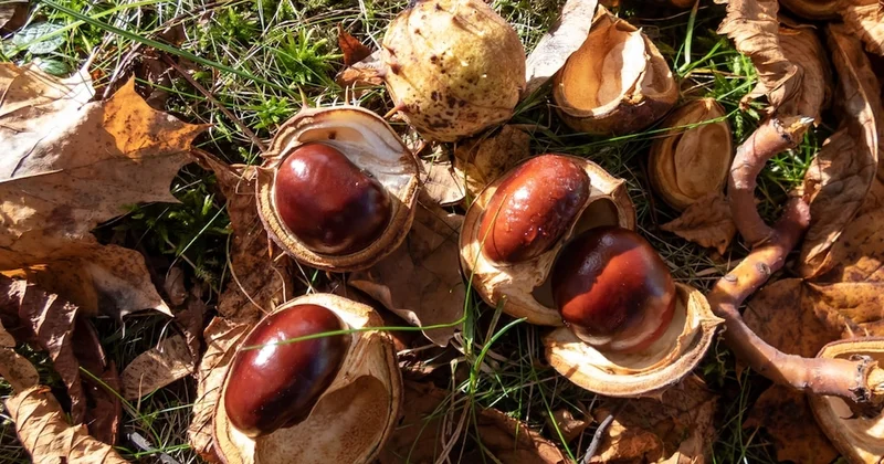 Tüm dünyaya yayılıyor: 30 yılda yetişen ürünün en kalitelisi Türkiye den çıktı Sözcü Gazetesi