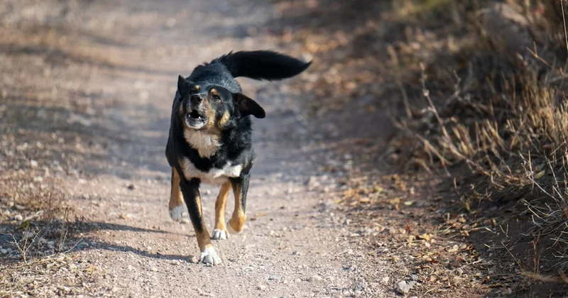Hayatını köpeğine borçlu: Birdenbire ağzımı koklamaya başladı Sözcü Gazetesi