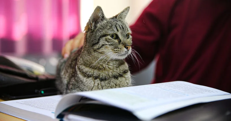 Liselilerle derse giren kedi Pakize okulun 470 inci öğrencisi oldu