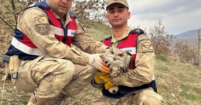 Siirt te nesli tehlike altındaki kulaklı baykuş koruma altına alındı Siirt Haberleri