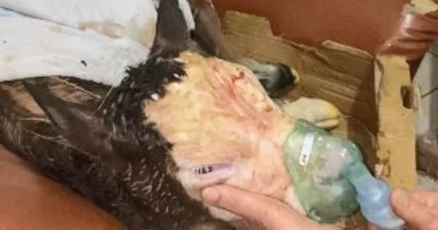 Hasta doğan buzağıları buhar makinesiyle hayatta tutuyor Artvin Haberleri