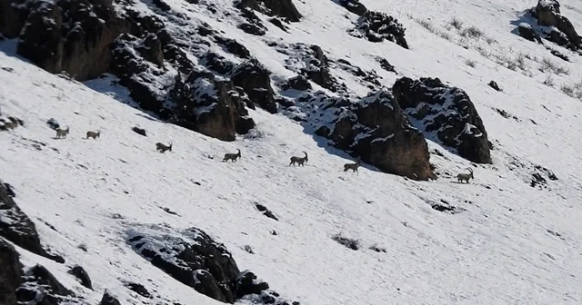 Munzur Dağları nda yaban keçileri karlı zirvelerde görüntülendi Erzincan Haberleri