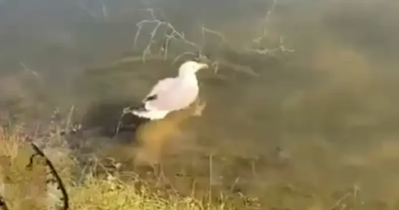 ‘Bulut’ isimli yaralı martı, bakımının ardından doğaya bırakıldı