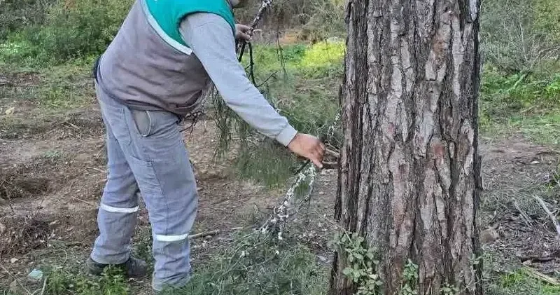 Yangına karşı önlem arıcılara destek: Basralı dallar ormana bırakıldı Muğla Haberleri