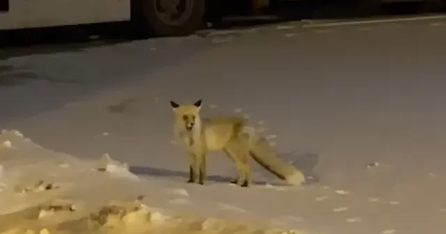 Ardahan da tır parkına inen tilki yiyecek ararken görüntülendi VİDEO İZLE