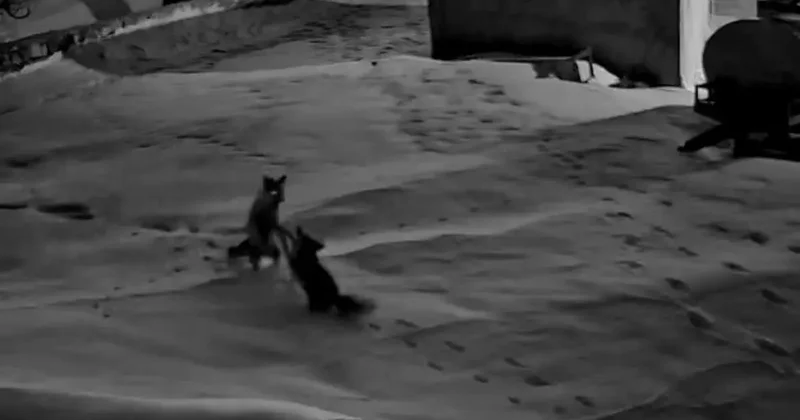 Köye inen tilkiler birbirine girdi, o anlar kameraya yansıdı