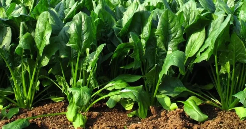 Her lokmada Pestisit: Sebzeler ve meyvelerde saklı tehlike