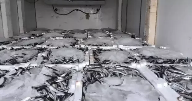 Aydın haberleri Yakaladığı 290 kasa balığın sevinci kursağında kaldı 07 Mart 2026