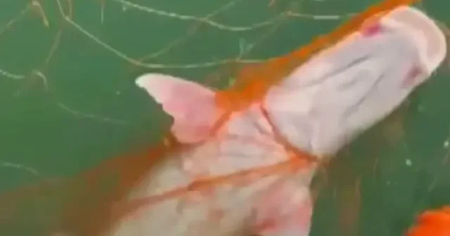 Tekneye çekmekte zorlandılar: 30 kiloluk dev turna kamerada VİDEO İZLE