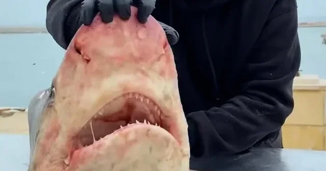 Gazzeli şef Hamada Sho Filistinli çocuklar için avladığı köpek balığından ziyafet hazırladı VİDEO İZLE