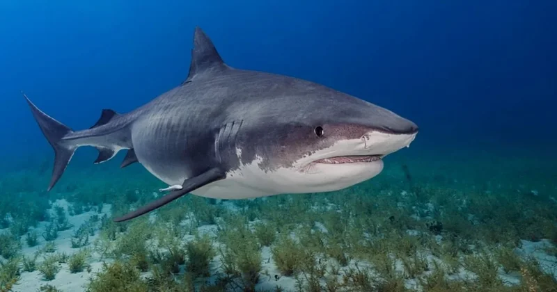 Turizmin kalbinde şok! Köpek balıklarının uyuşturucu testi pozitif çıktı Sözcü Gazetesi