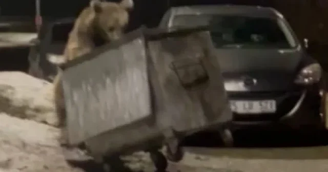 Yerleşim yerine inen ayılar korkuttu: Çöp konteynerini devirip yemek aradı VİDEO İZLE