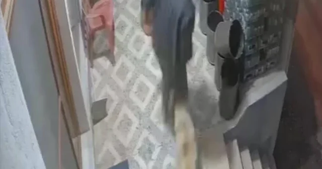 Sahipsiz köpeklerin saldırısına uğrayan adamın baş parmağı koptu VİDEO İZLE