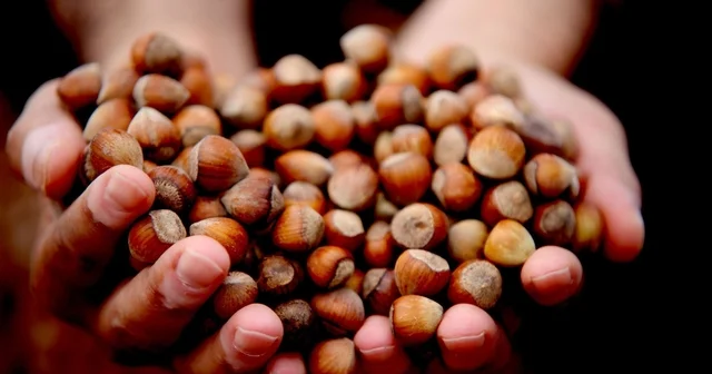 Yılın ilk çeyreğinde 2 bin 784 ton fındık ihraç edildi Düzce Haberleri