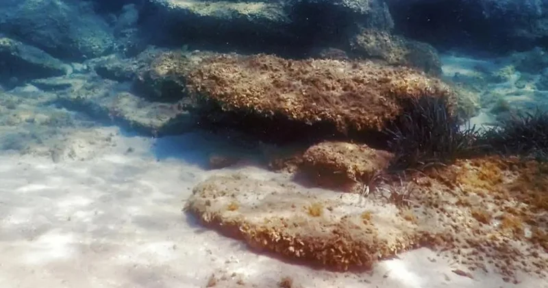 Okyanusta dev altın mutfağı keşfedildi: Ülkenin kaderini değiştirecek Sözcü Gazetesi