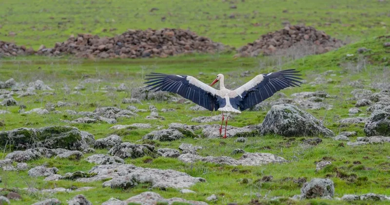 Dicle Vadisi’nde leylekler bu yıl ölüme değil, yaşama kanat çırpıyor
