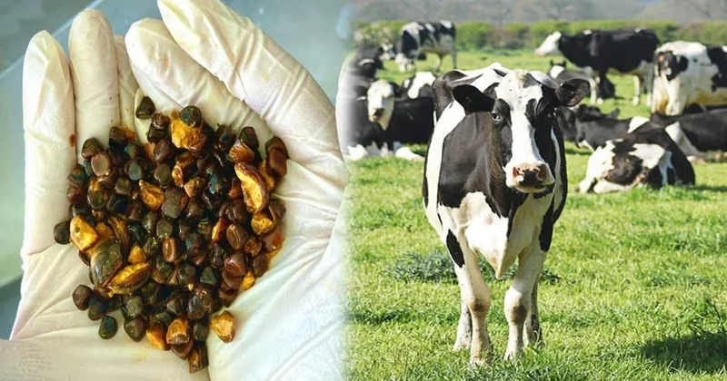 Meğer karnında hazine taşıyormuş: Bulan köşeyi dönecek Sözcü Gazetesi