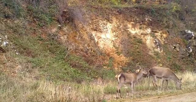 Ormandaki kızılgeyik sürüsü fotokapanla görüntülendi Bursa Haberleri
