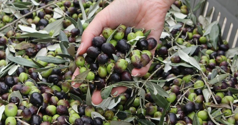 40 yıllık zeytin firması batıyor mu? BAKTAT konkordato başvurusunda bulundu Alışveriş Haberleri