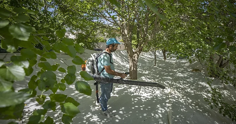 Doğada bedava yetişen bu mucizeyi yiyenin kalbi gençleşiyor Sözcü Gazetesi
