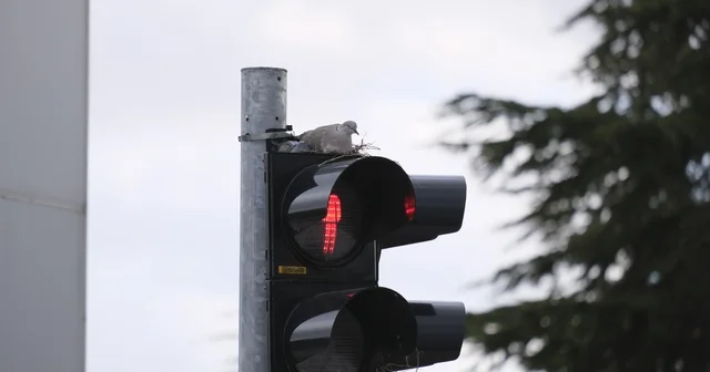 Karaman ın en işlek kavşağındaki trafik lambasına yuva yapan kumru görenleri şaşırtıyor Karaman Haberleri