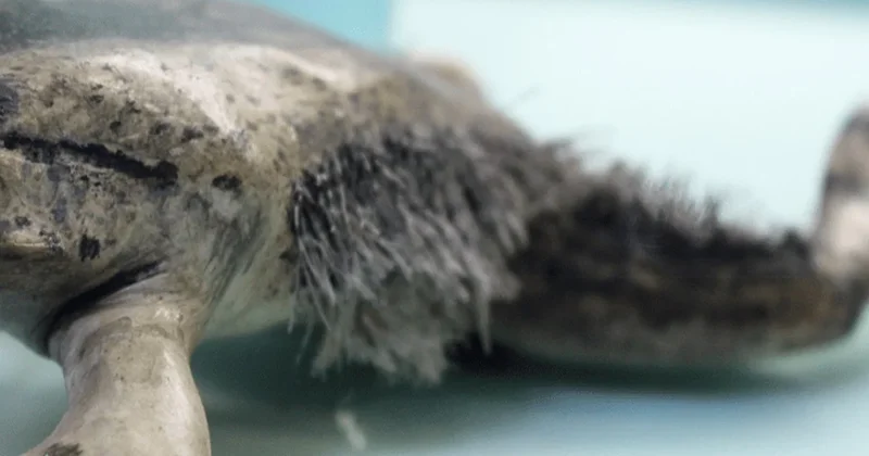 Pençelerini kemiklerinden çıkarıyor Sözcü Gazetesi